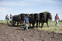 6 hitch draft horses