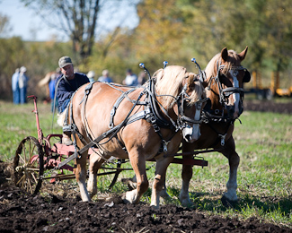 Photo link to to 2007 fall field day