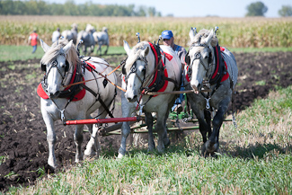 Photo link to 2008 fall field day