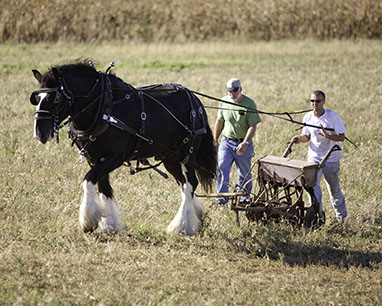 Draft horses plowing field